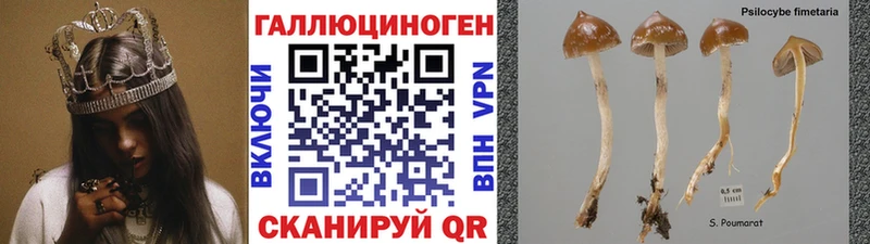 KRAKEN ССЫЛКА  Касимов  Галлюциногенные грибы мицелий 